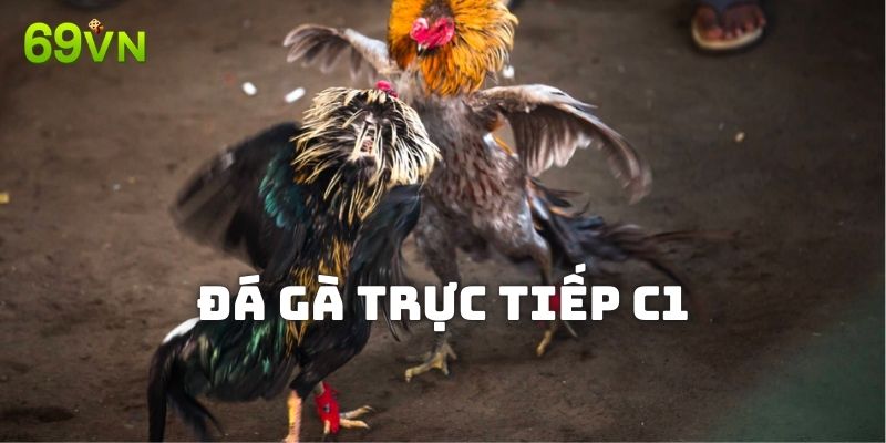 Giới thiệu hình thức đá gà trực tiếp C1 69VN