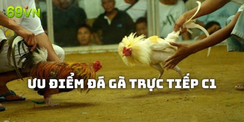 Vì sao anh em nên tham gia đá gà trực tiếp C1 69VN?